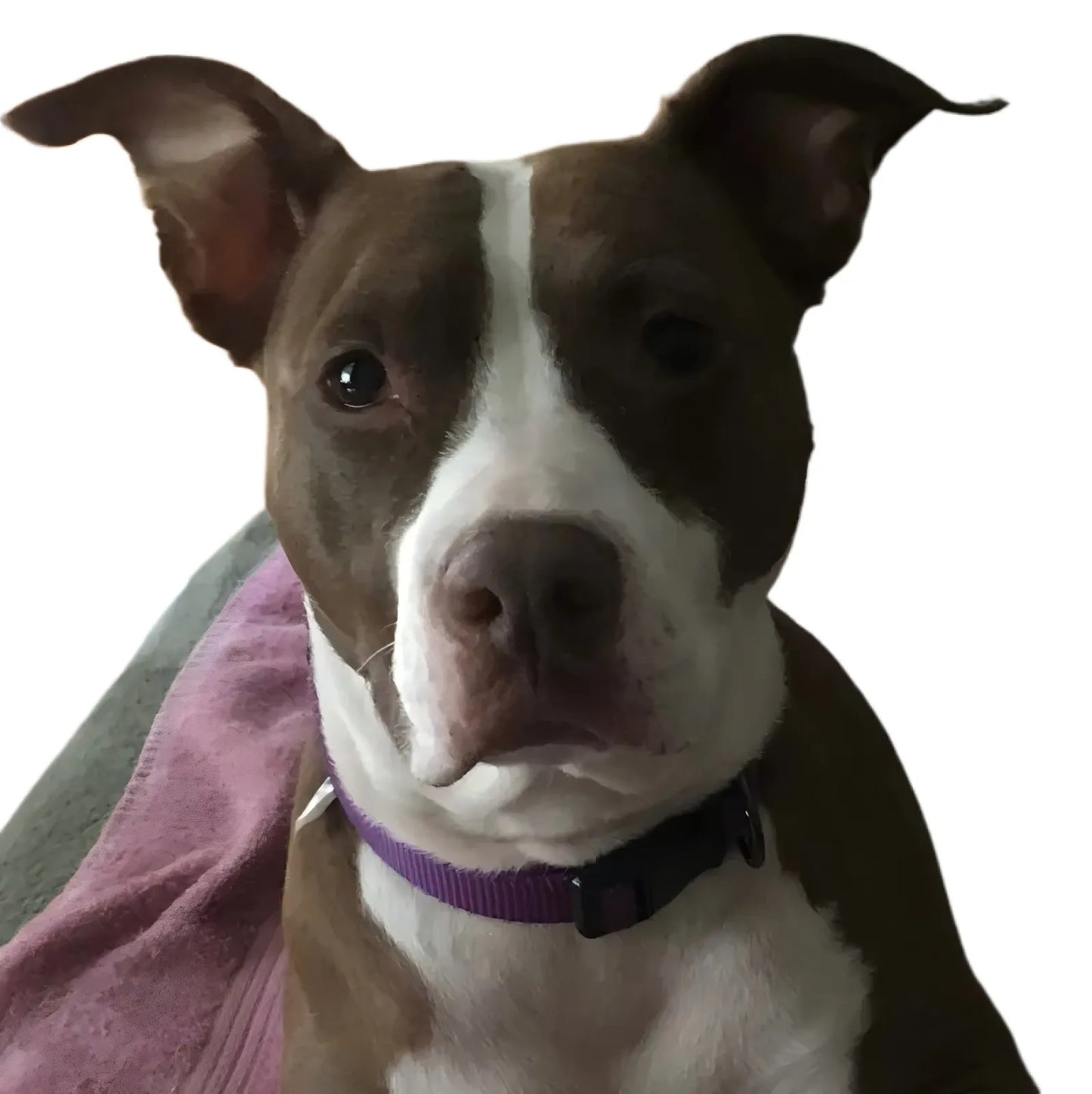 Personalized Dog Photo Blanket